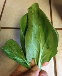 CSA spinach with dirt